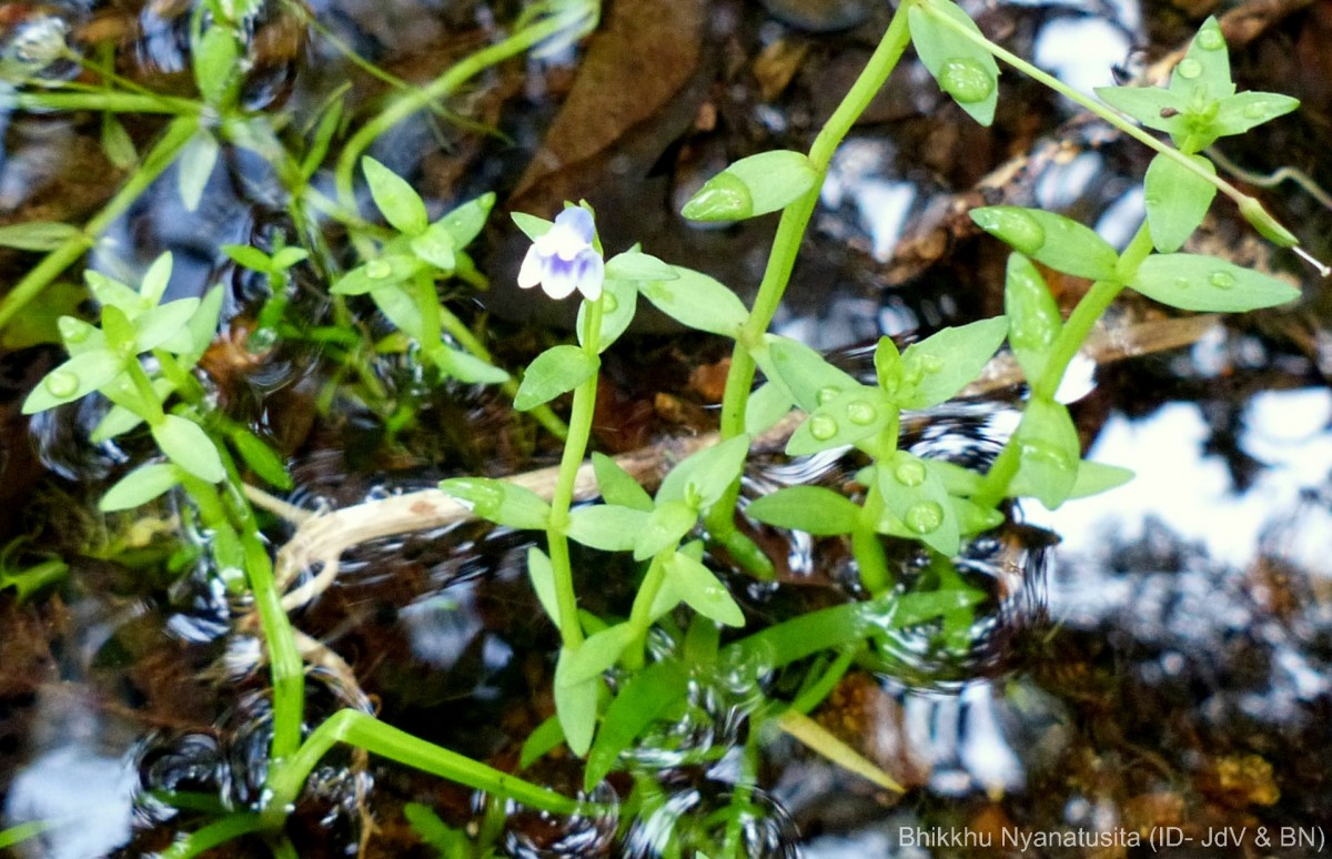 Lindernia hyssopioides (L.) Haines